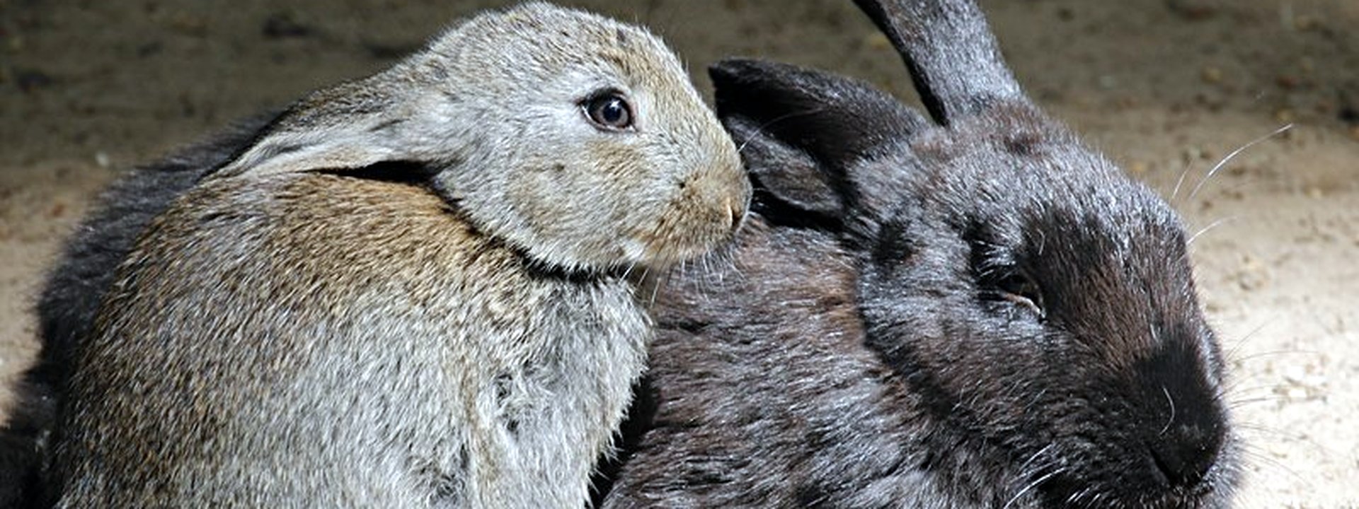 Zwei Kaninchen sitzen mit angelegten Ohren zusammen